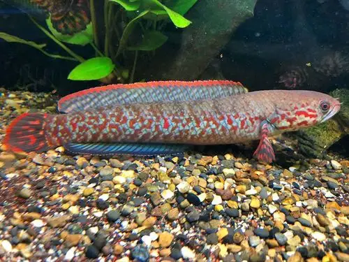 从9cm到20cm巨型七彩雷龙养成记及小型雷龙混养经验持续更新中