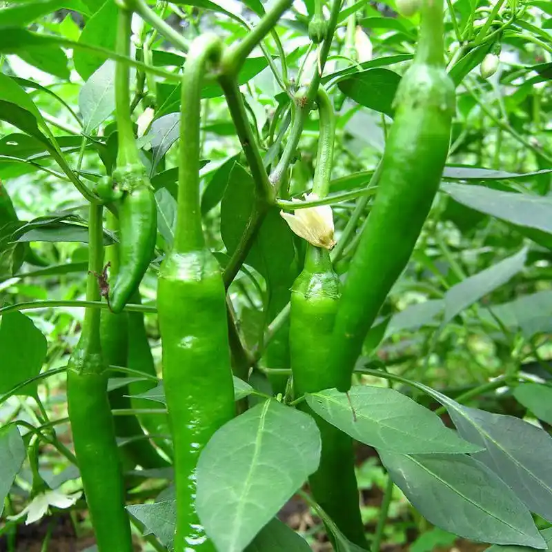 青辣椒批发 产地自销青辣椒 品种齐全 价格合理 量大优惠