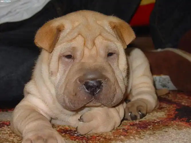 东莞哪里有卖沙皮犬东莞纯种沙皮狗是什么价格