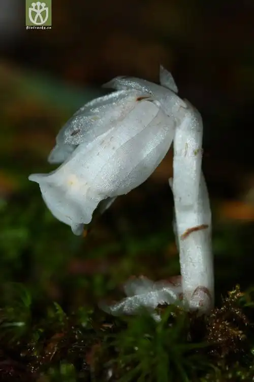 cheilotheca humilis球果假水晶兰2012-06-02xx-tw (3).jpg