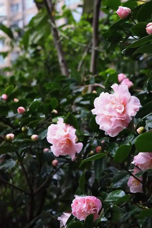 情人节茶花开,等待是最美的那朵花 - 美篇