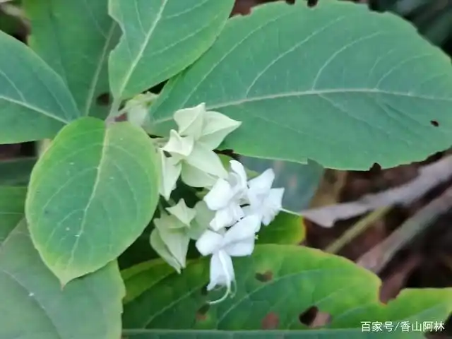 白鬼灯笼,中药材,喜欢生长丘陵地带,根部水煮,凉后含于嘴中,可止牙疼.