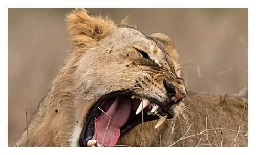 非洲食人狮有多恐怖?全身进化到没有鬃毛,一年吃完135名印度人