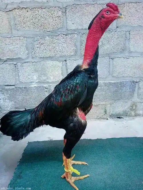 斗鸡专卖一只询盘留言|1575373****咨询电话:主营:越南斗鸡,泰国斗鸡