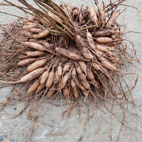 北京同仁堂 四川野生天冬草泡酒新鲜天门冬中药材川天冬根新货大门冬