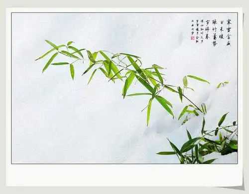 花中四君子——竹