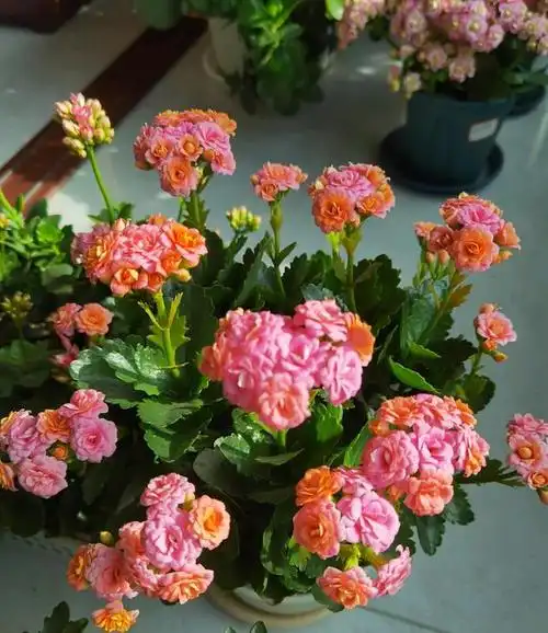 长寿花界的颜值"天花板"—大鹏,长得像玫瑰,颜值高又爱开花