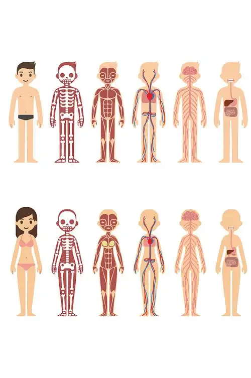 卡通男女人体构造图