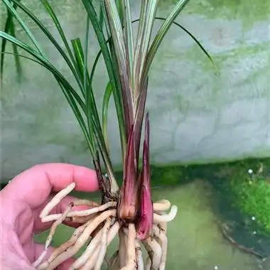 春兰红草红芽5头4苗1大芽
