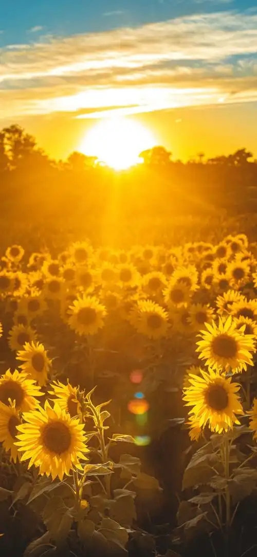 正能量的一段话努力也是会上瘾的尤其是当你尝到甜头的时候