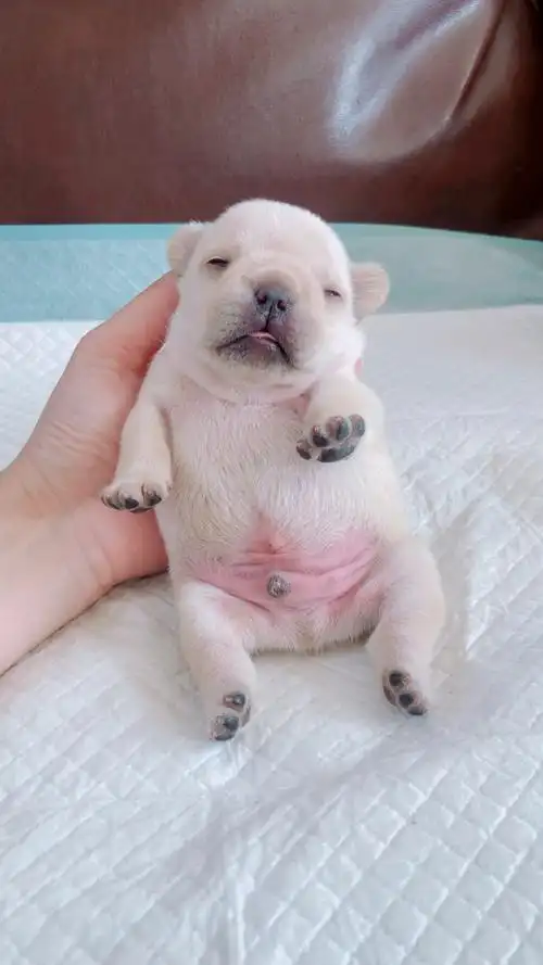 出生11天的法斗宝宝,除了吃奶就是睡