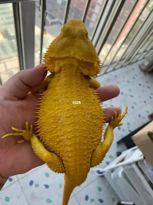 我的萌宠  #家有爬宠  #鬃狮蜥  #让宠物飞  #爬宠  #柑橘鬃狮