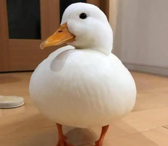 宠物鸭被人偷走女明星发寻鸭启事找到时已经被吃了