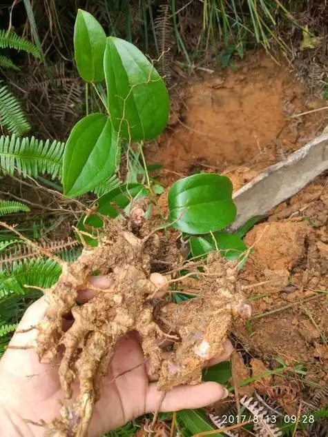 土茯苓繁殖方法有几种