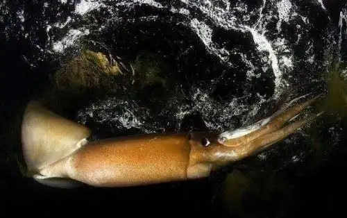 称霸海洋的霸主洪堡乌贼深海中的红色恶魔杀伤力超强2