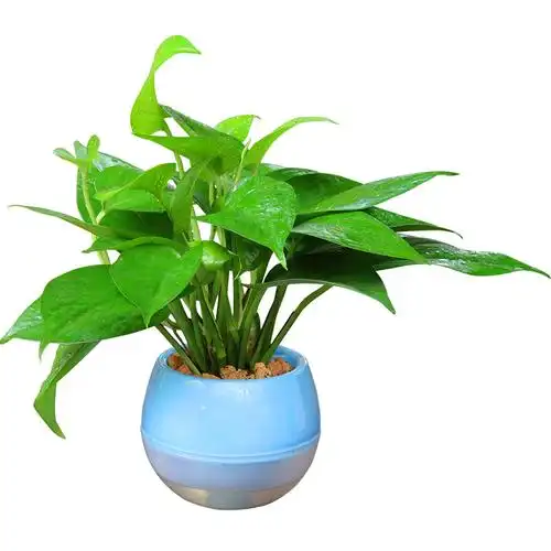 绿萝盆栽水培植物花卉客厅室内带盆办公室净化空气绿箩绿植小盆景