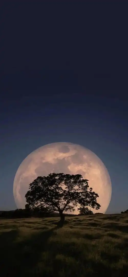 *图片来源网络,侵删 微信小程序搜 【闪萌表情】             /头像