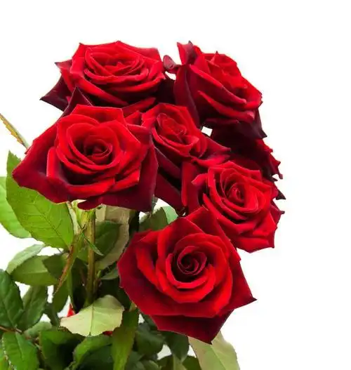 爱情之花——玫瑰