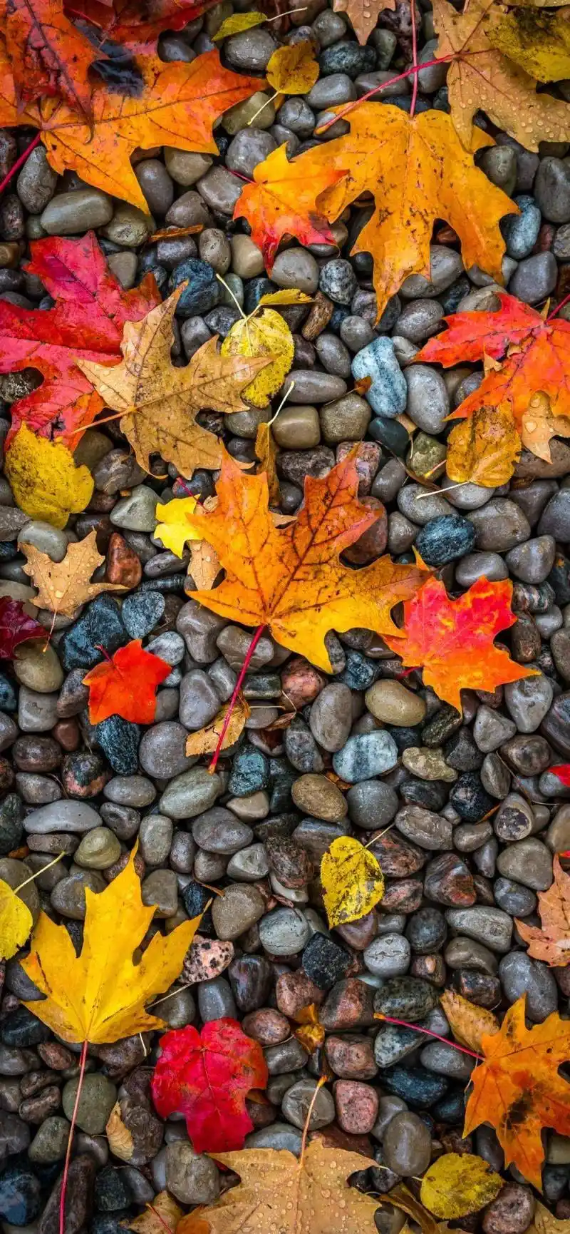 全面屏壁纸高清秋天唯美意境图