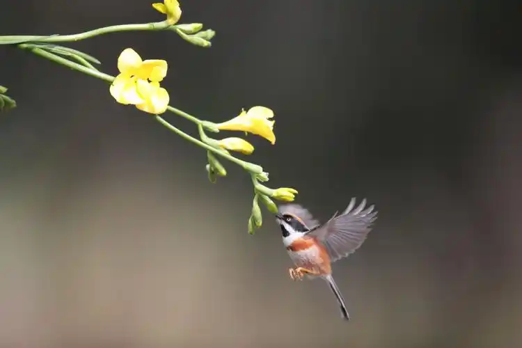 花鸟果鸟图片.几年来把拍摄到的花鸟果鸟的图片做成美篇分享