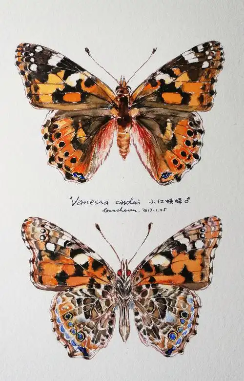 昆虫|插画|创作习作|leaushown_原创作品-站酷zcool