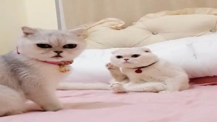 如今的短视频成为带货潮流抖音会是下一个淘宝吗梁小度