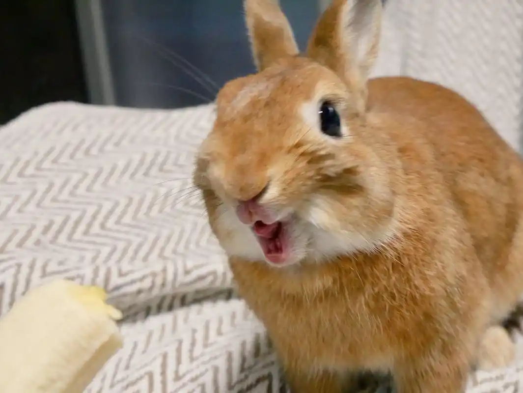 哪家好!为什么男生喜欢吃女生小兔兔"灯火辉煌"-第2张图片-风筝网