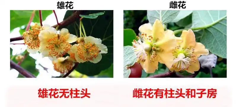 红心猕猴桃花粉猕猴桃雄花粉高活性人工授粉公雄树纯花粉授粉药3克纯