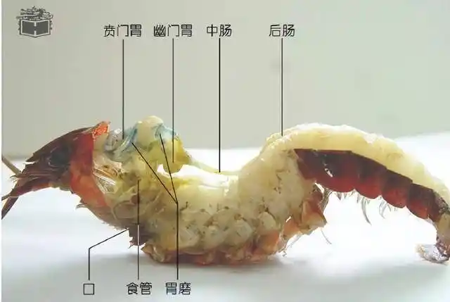 小龙虾头里是屎还是虾黄可以吃吗结论看养殖看地方看吃法
