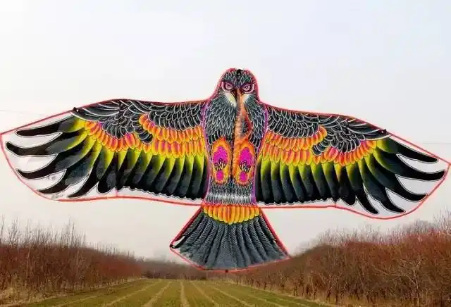 大雁舒展开自己的翅膀,想展翅飞翔