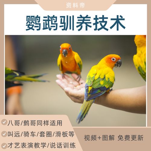 鹦鹉驯养视频教程八哥鹩哥饲养殖教说话学语训练驯化教学自学网课