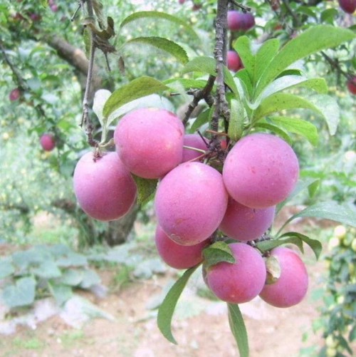 果树苗美国李子苗李子树苗北方南方嫁接苗 李子是很