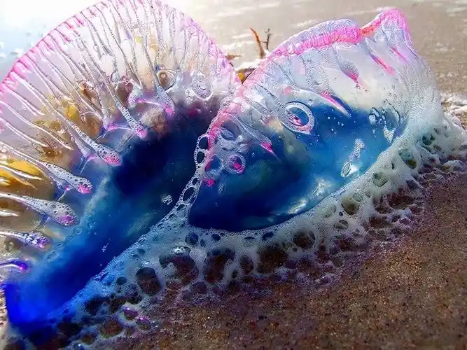 深海中的危险几种恐怖的海洋生物