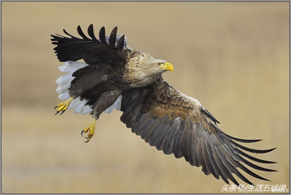 【图】在中国常见的10种鹰,网友:真酷,不愧是鸟中之王_1_北京论坛
