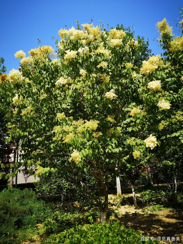 七言律诗:暴马丁香咏赞