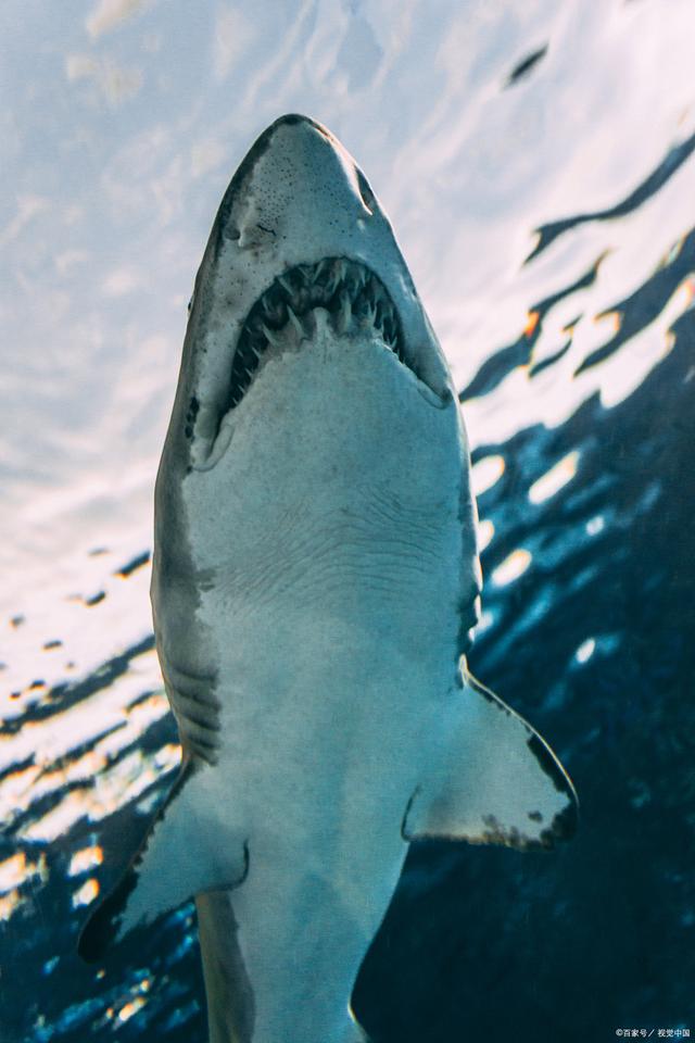 鲨鱼生活习性有哪些
