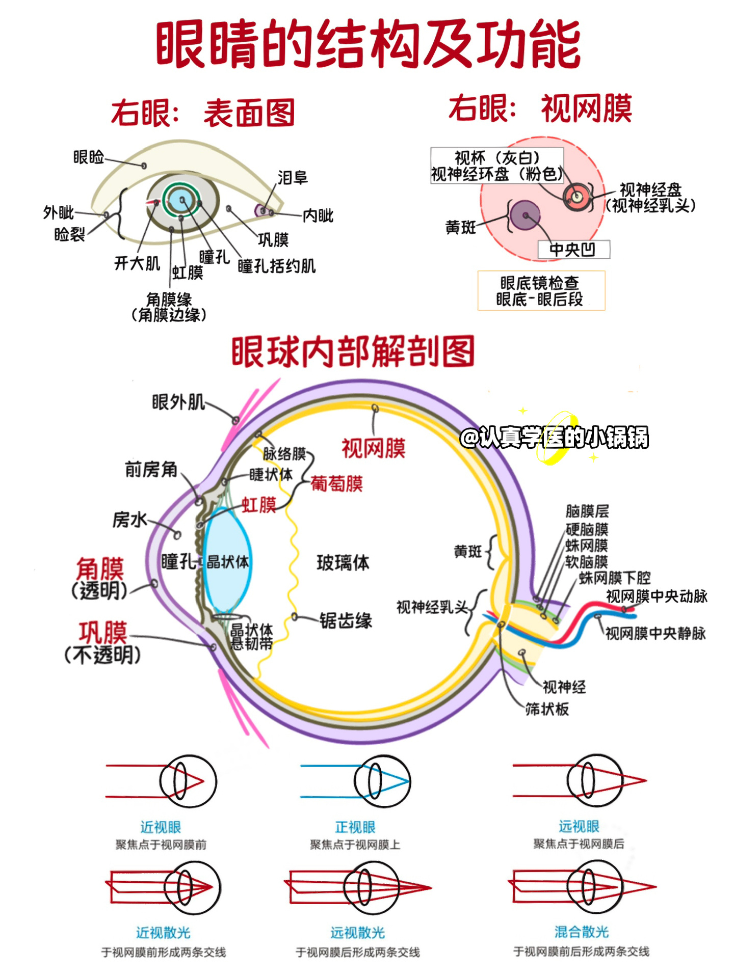 79前几天闺蜜想去做近视眼手shu ,所以对眼睛的结构想多了解一些