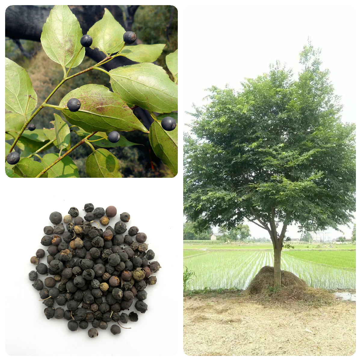 林木种子朴树种子小叶朴树种子黑弹朴种籽黑弹树种子四季庭院种植