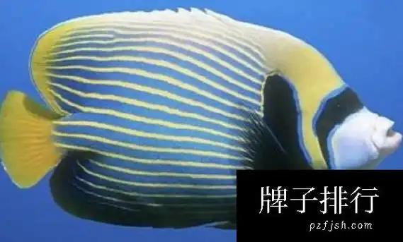 十大最名贵的观赏鱼排行榜日本锦鲤寿命可达70年