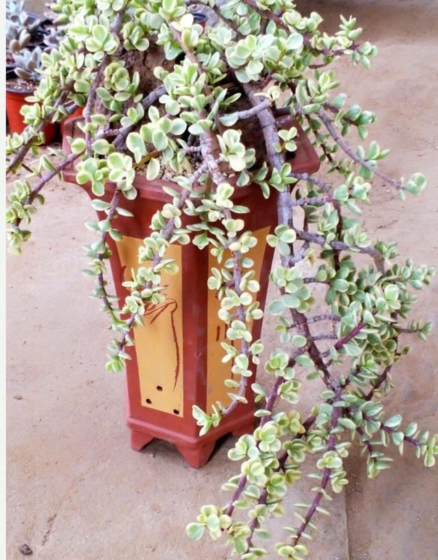 雅乐之舞养护方法,简单5点,将它养成"两米"多高的老桩吧!