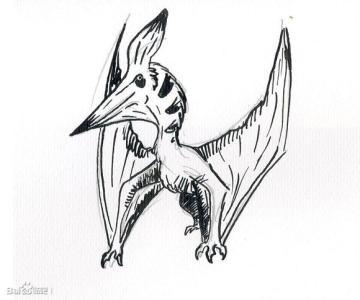 翼龙化石简笔画简单又好看