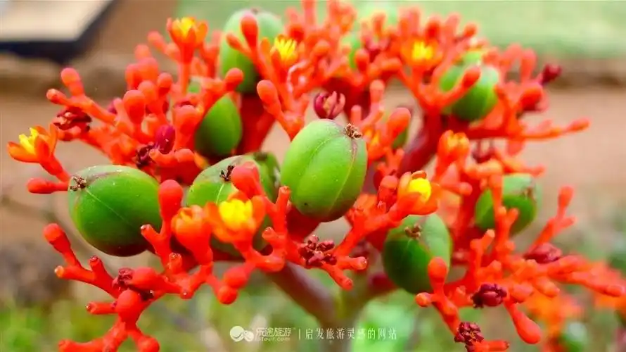 非洲花/arthur摄影