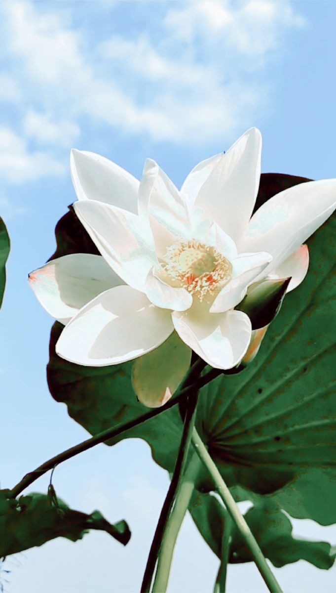 白莲花花语高洁圣洁清廉吉祥吉利爱情