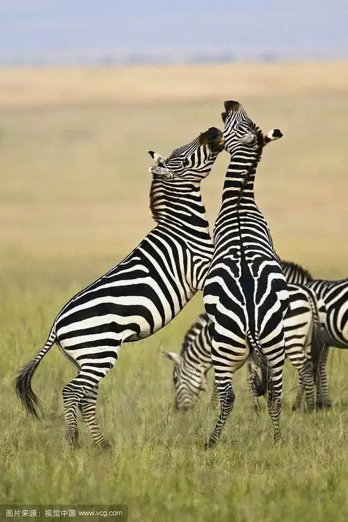 草原上的斑马 - 美篇