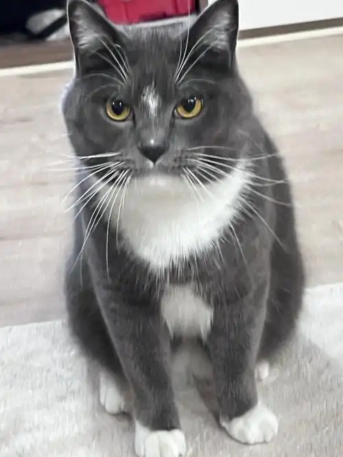 我家猫的胡须为什么这么夸张啊