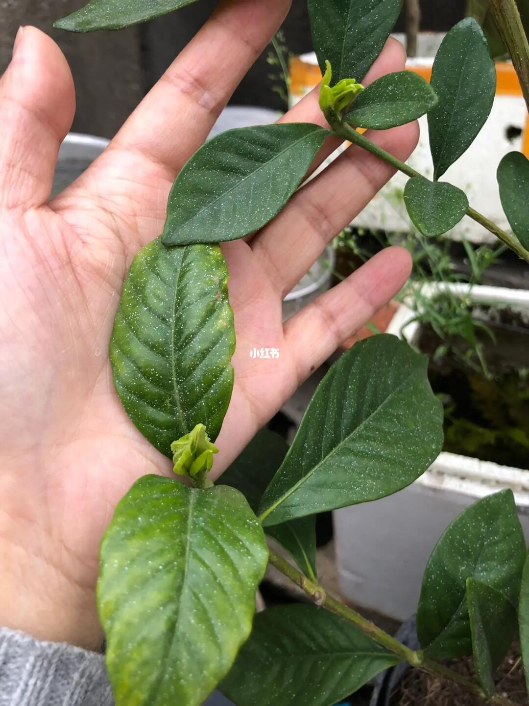 栀子花又长了几个花苞