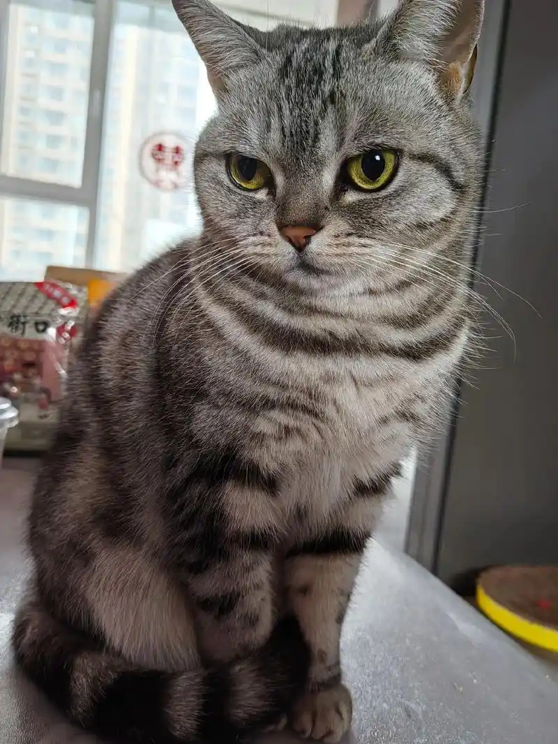 记录猫咪日常 #美短虎斑猫 #萌宠 - 抖音