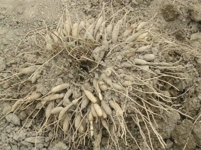 天冬图片 - 中药材天冬真实照片 - 中药易