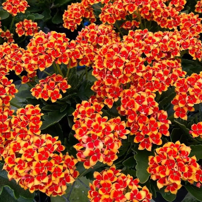 进口长寿花罗比橙盆栽苗阳台花卉单瓣复色室内植物多年生茗阳园艺