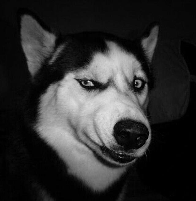 张开嘴巴的同时眼睛总是会不自觉的摆出各种眼神不愧是狗界的表情包